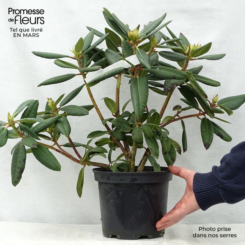 Example of Rhododendron Melville - Grootbloemige rododendron Pot van 3 l/4 l as you get in printemps