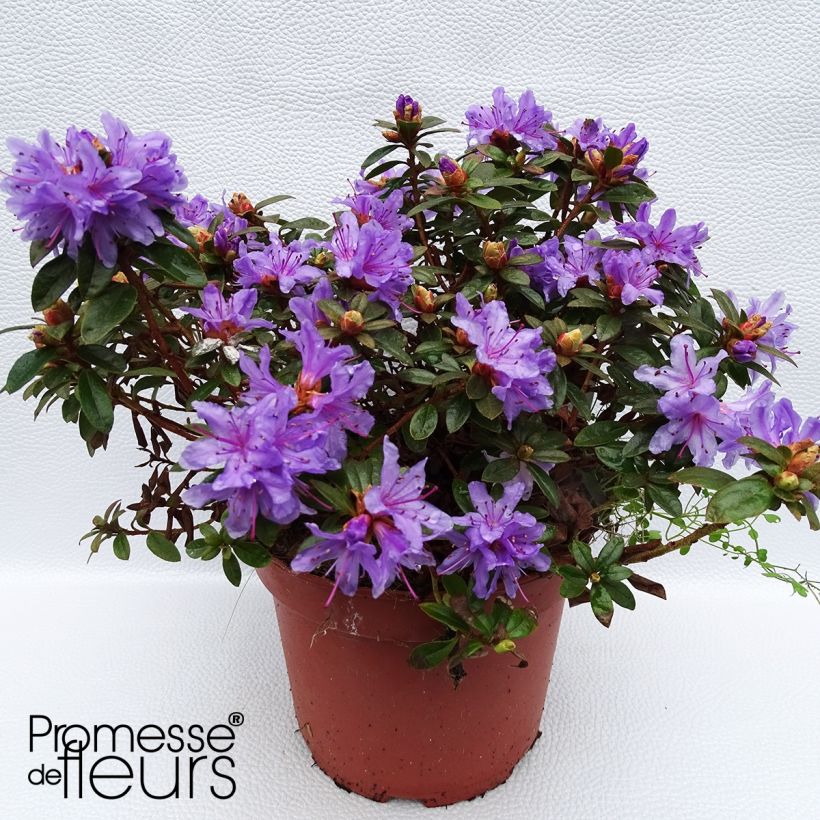 Rhododendron Moerheim - Dwergrododendron (Groeiplaats)