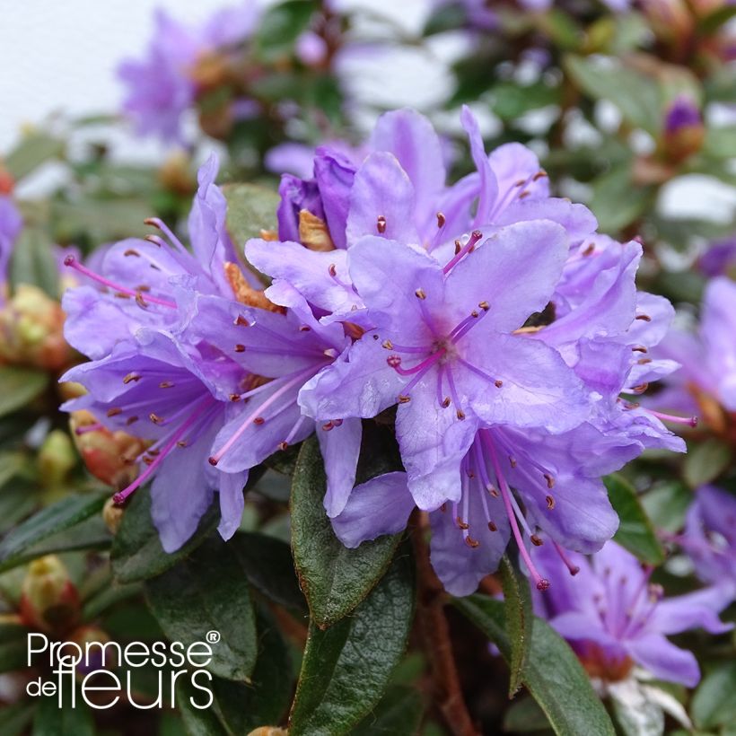 Rhododendron Moerheim - Dwergrododendron (Bloei)