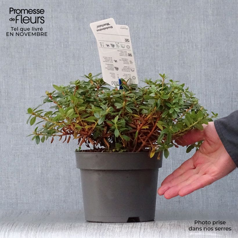 Exemplaar van Rhododendron Moerheim - Dwergrododendron Pot van 2 l/3 l zoals geleverd in de herfst