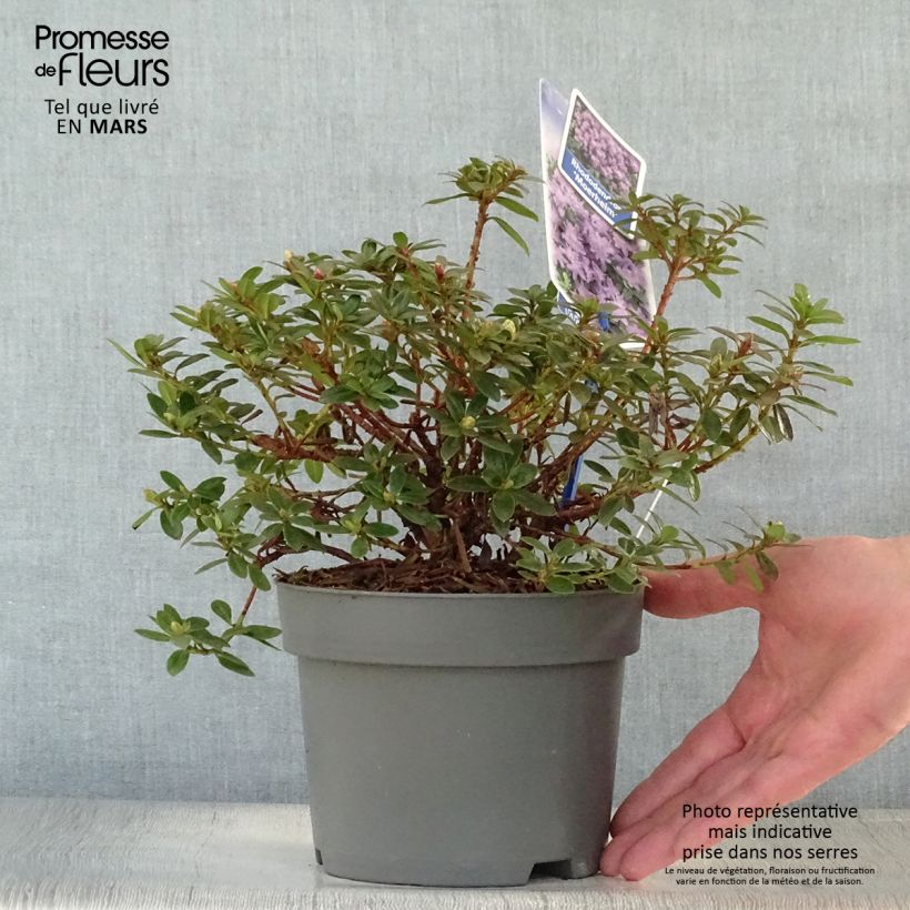 Exemplaar van Rhododendron Moerheim - Dwergrododendron Pot van 2 l/3 l zoals geleverd in de lente