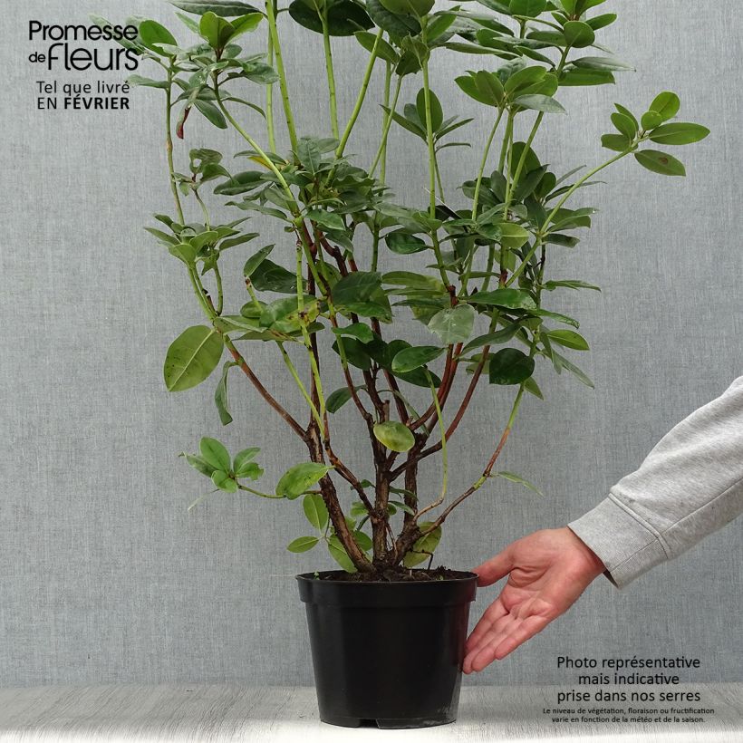 Exemplaar van Rhododendron Mrs T.h.lowinsky - Grootbloemige rododendron Pot van 4 l/5 l zoals geleverd in de herfst