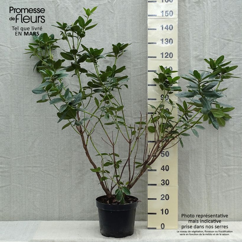 Exemplaar van Rhododendron Mrs T.h.lowinsky - Grootbloemige rododendron Pot van 7,5 l/10 l zoals geleverd in de lente