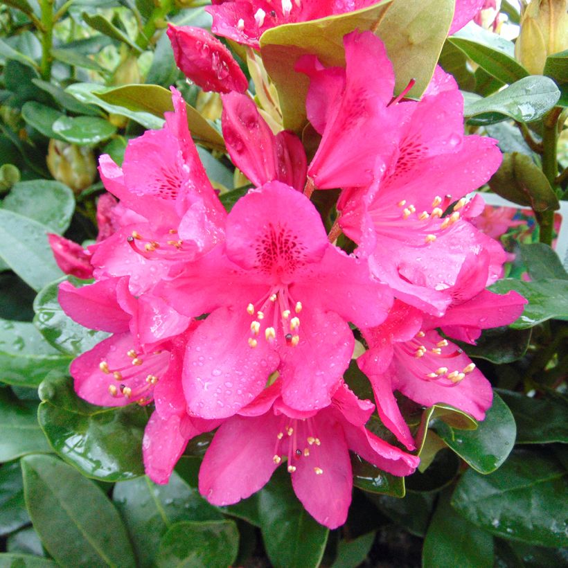 Rhododendron Nova Zembla - Grootbloemige rododendron (Bloei)