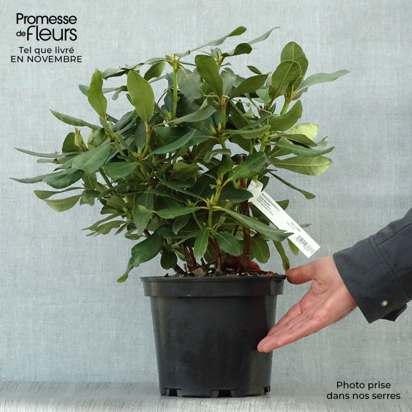 Exemplaar van Rhododendron Nova Zembla - Grootbloemige rododendron Pot van 4 l/5 l zoals geleverd in de herfst