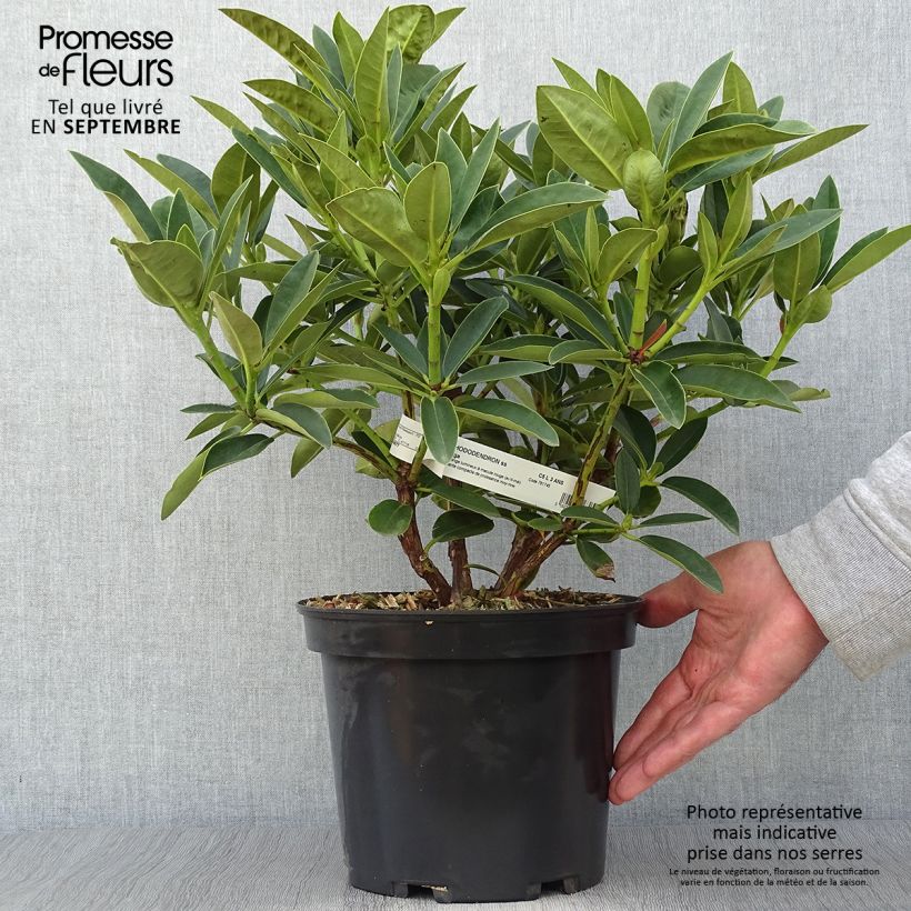 Exemplaar van Rhododendron Olga -  Grootbloemige rododendron Pot van 4 l/5 l zoals geleverd in de herfst