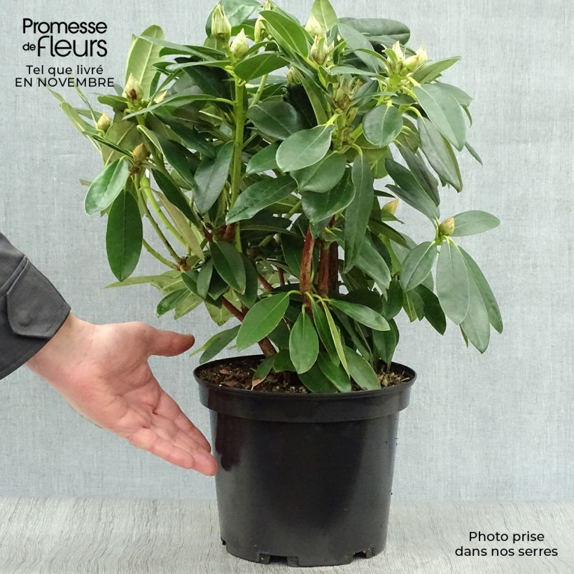 Exemplaar van Rhododendron Percy Wiseman - Dwergrododendron Pot van 3 l/4 l zoals geleverd in de herfst