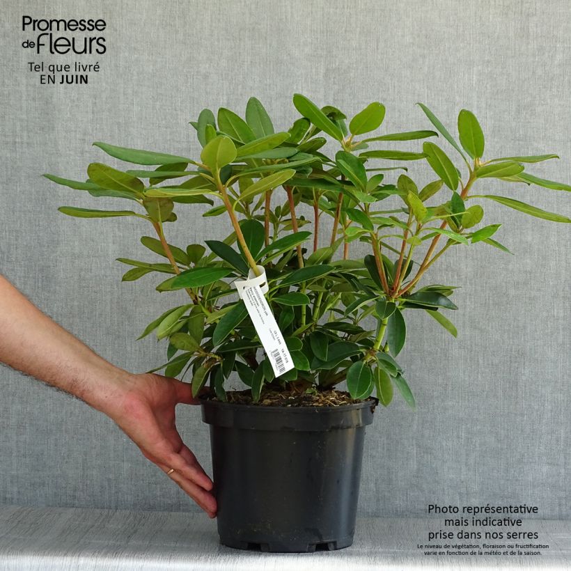 Exemplaar van Rhododendron Percy Wiseman - Dwergrododendron Pot van 3 l/4 l zoals geleverd in de zomer
