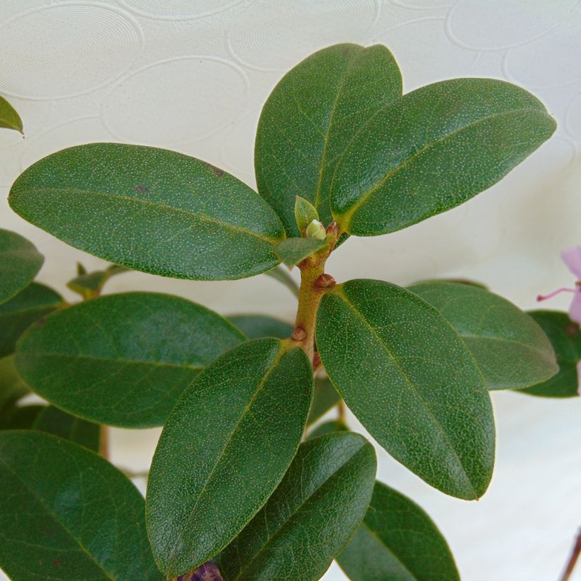 Rhododendron Praecox - Dwergrondodendron (Blad)
