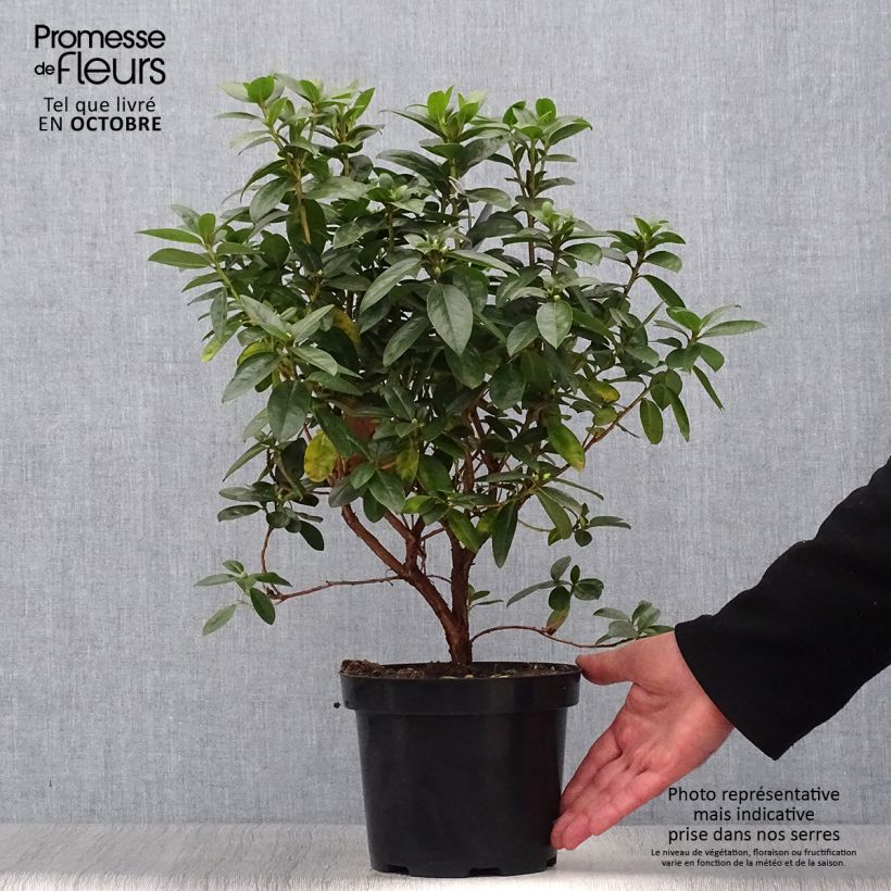 Exemplaar van Rhododendron Praecox - Dwergrondodendron Pot van 2 l/3 l zoals geleverd in de herfst