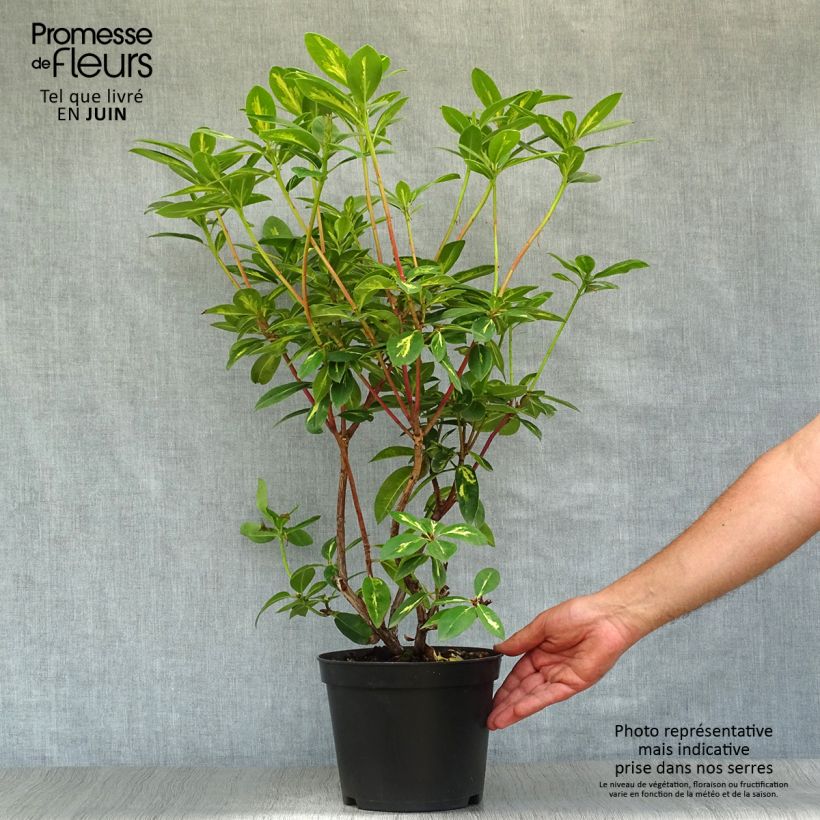 Exemplaar van Rhododendron Président Roosevelt - Grootbloemige rododendron Pot van 4 l/5 l zoals geleverd in de zomer