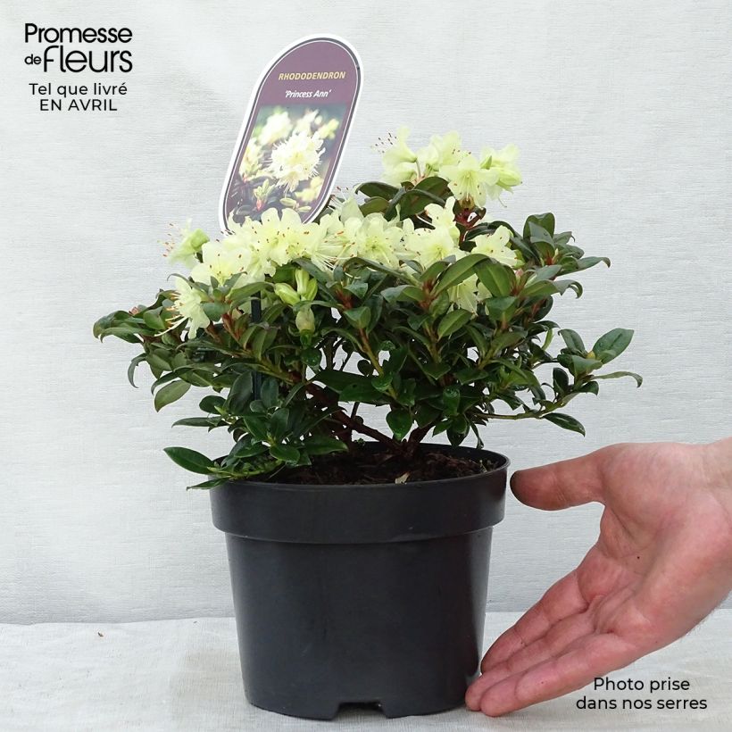 Exemplaar van Rhododendron Princess Anne - Dwergrododendron Pot van 2 l/3 l zoals geleverd in de lente