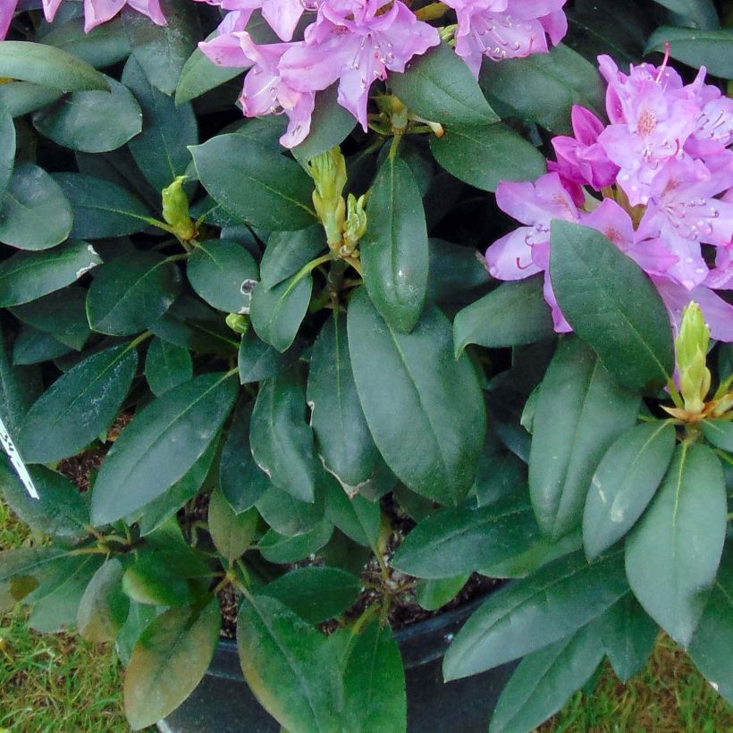 Rhododendron Roseum Elegans - Grootbloemige rododendron (Foliage)