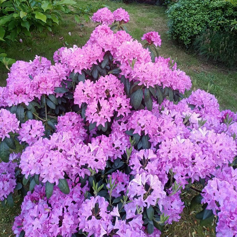 Rhododendron Roseum Elegans - Grootbloemige rododendron (Plant habit)