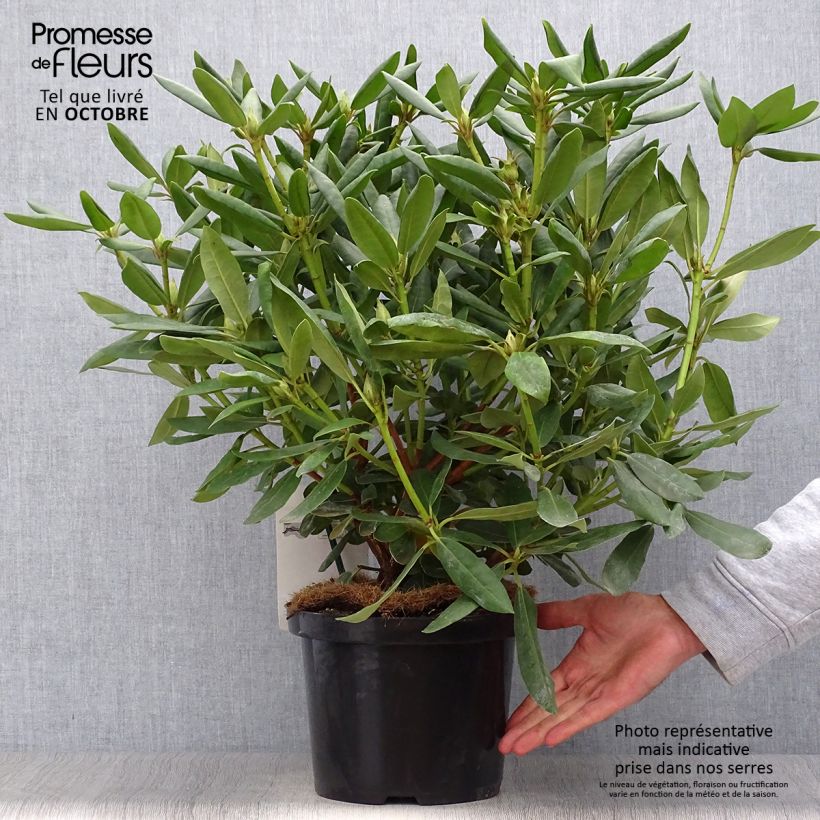 Exemplaar van Rhododendron Roseum Elegans - Grootbloemige rododendron Pot van 4 l/5 l zoals geleverd in de herfst