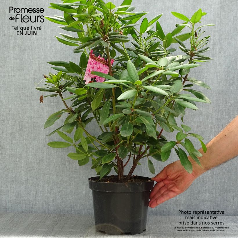 Exemplaar van Rhododendron Roseum Elegans - Grootbloemige rododendron Pot van 4 l/5 l zoals geleverd in de zomer