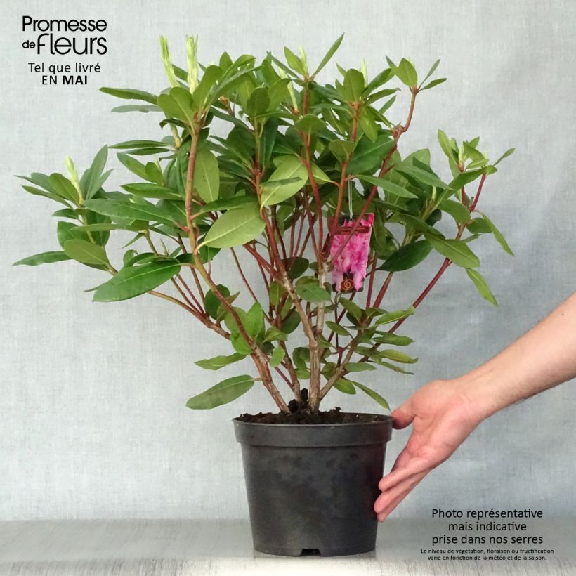 Example of Rhododendron Roseum Elegans - Grootbloemige rododendron Pot van 4 l/5 l as you get in printemps