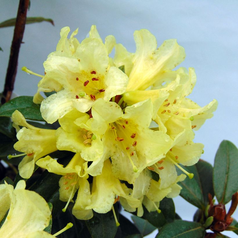 Rhododendron Saffron Queen - Dwergrododendron (Bloei)