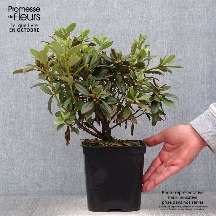 Exemplaar van Rhododendron Saffron Queen - Dwergrododendron Pot van 3 l/4 l zoals geleverd in de herfst