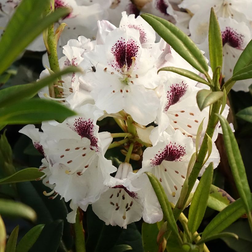 Rhododendron Sappho - Grootbloemige rododendron (Bloei)