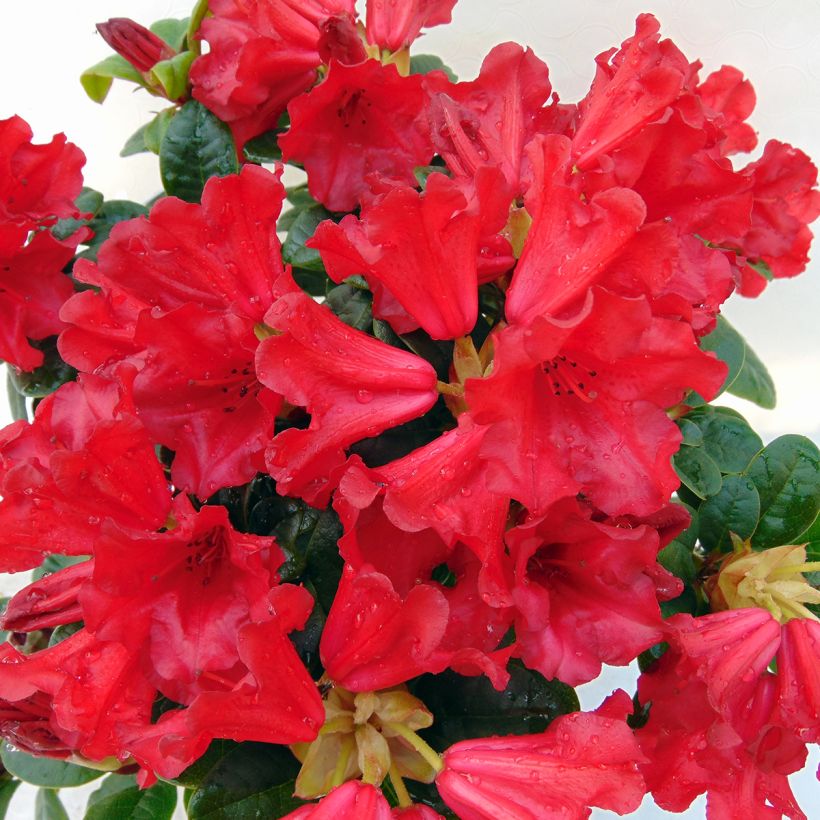 Rhododendron Scarlet Wonder - Dwergrododendron (Bloei)