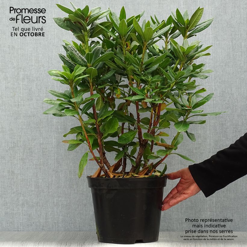 Exemplaar van Rhododendron Scarlet Wonder - Dwergrododendron Pot van 2 l/3 l zoals geleverd in de herfst