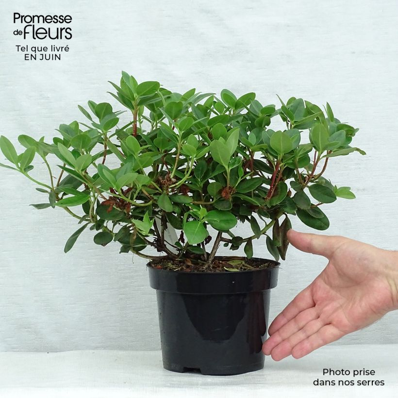 Exemplaar van Rhododendron Shamrock - Dwergrododendron Pot van 2 l/3 l zoals geleverd in de zomer