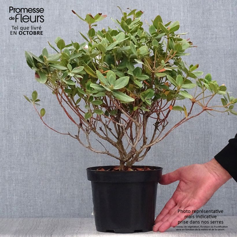 Exemplaar van Rhododendron Shamrock - Dwergrododendron Pot van 2 l/3 l zoals geleverd in de herfst