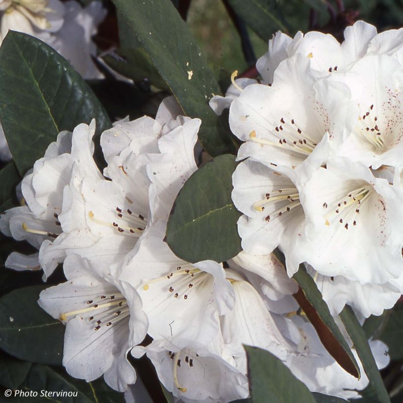 Rhododendron Sir Charles Lemon - Grootbloemige rododendron (Bloei)