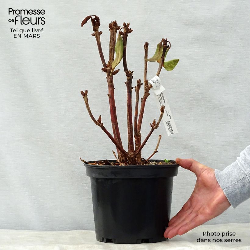 Exemplaar van Rhododendron Sir Charles Lemon - Grootbloemige rododendron Pot van 4 l/5 l zoals geleverd in de lente