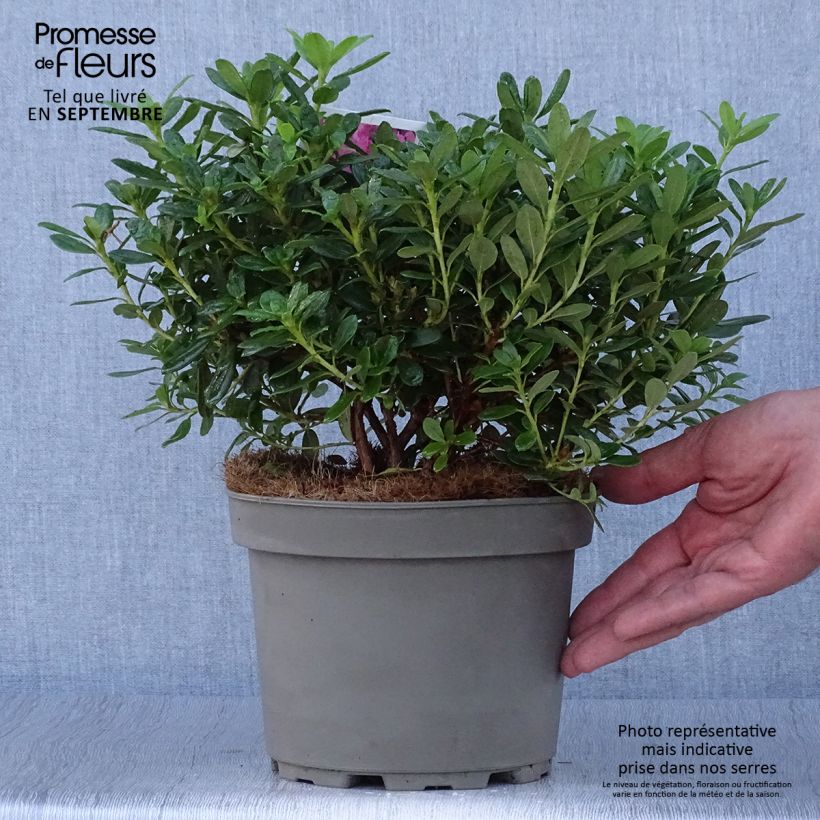 Exemplaar van Rhododendron Snipe - Dwergrondodendron Pot van 2 l/3 l zoals geleverd in de herfst