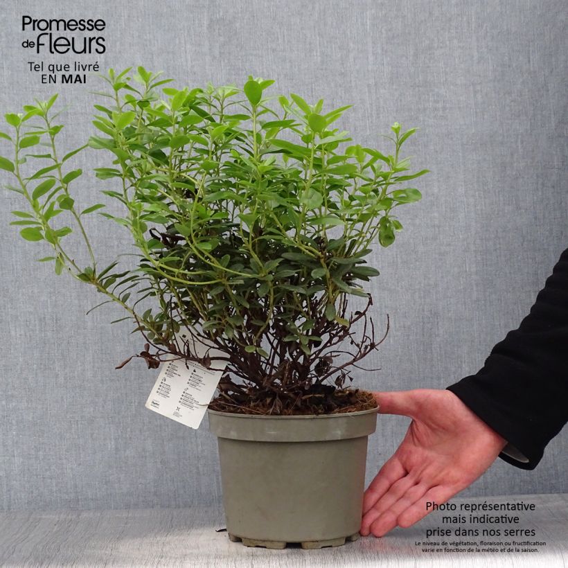 Exemplaar van Rhododendron Snipe - Dwergrondodendron Pot van 2 l/3 l zoals geleverd in de lente