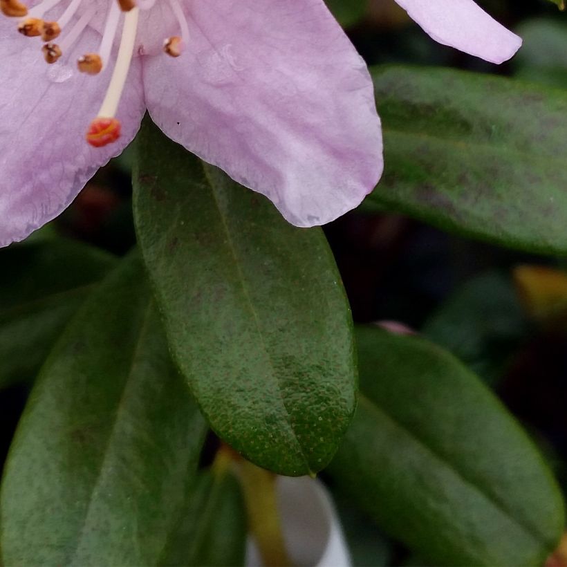 Rhododendron Snipe - Dwergrondodendron (Blad)