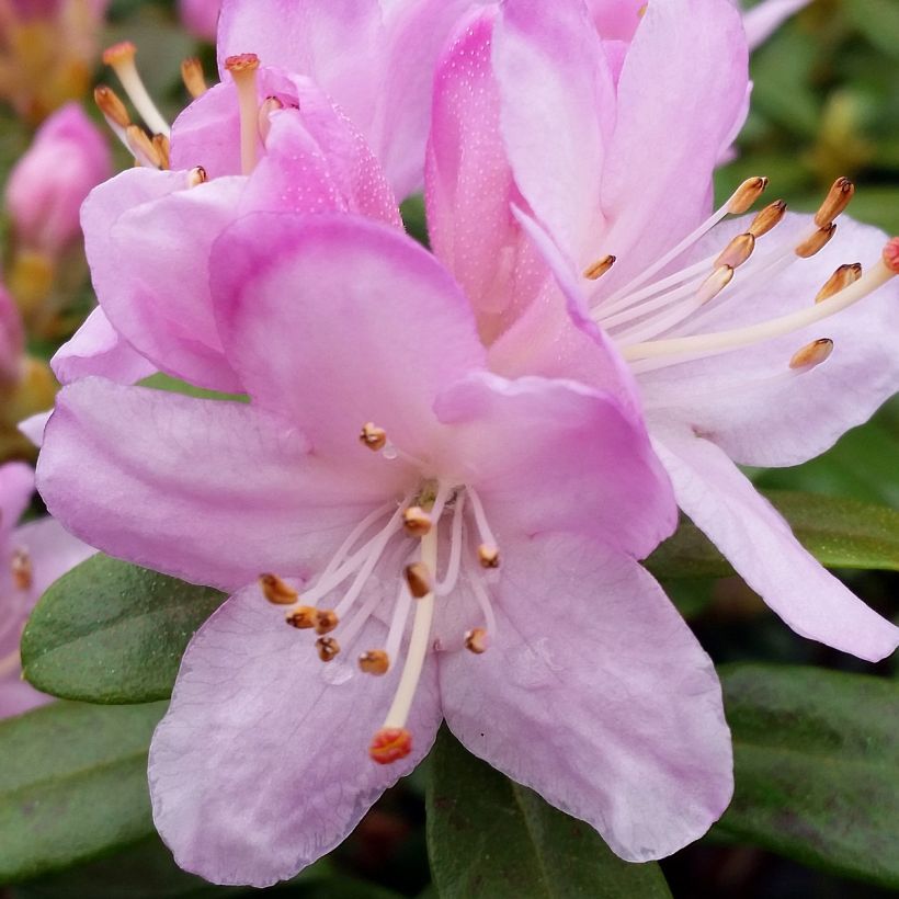 Rhododendron Snipe - Dwergrondodendron (Bloei)