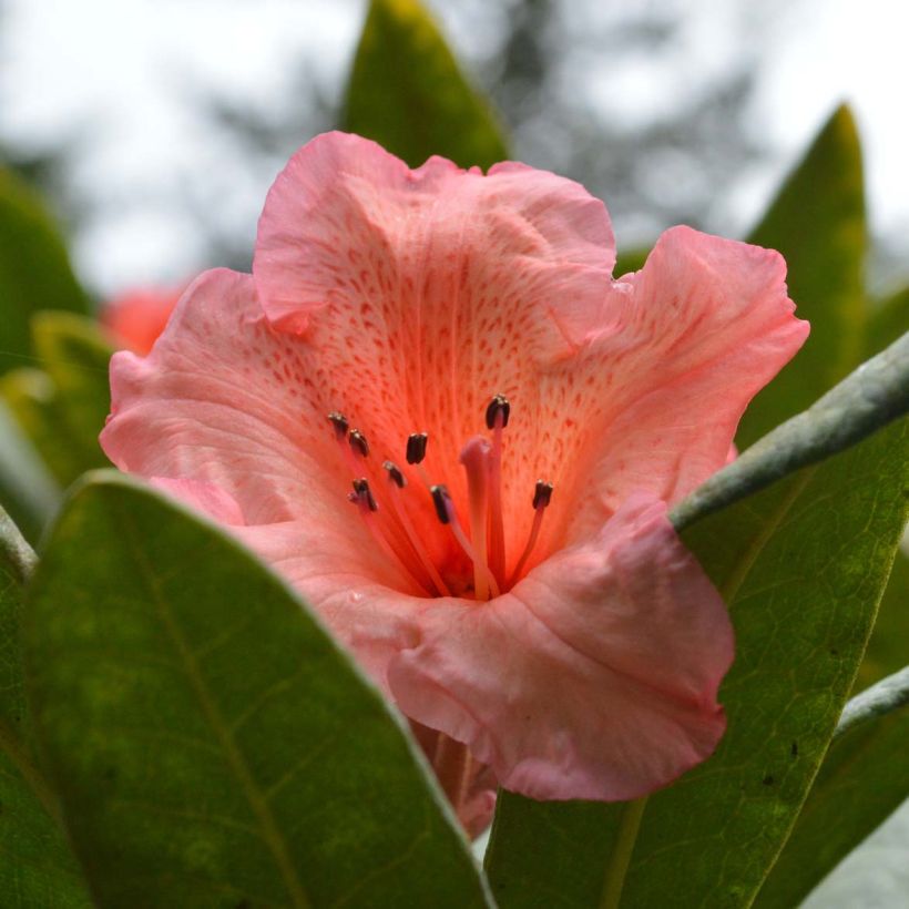 Rhododendron Tortoiseshell Orange - Grootbloemige rododendron (Bloei)