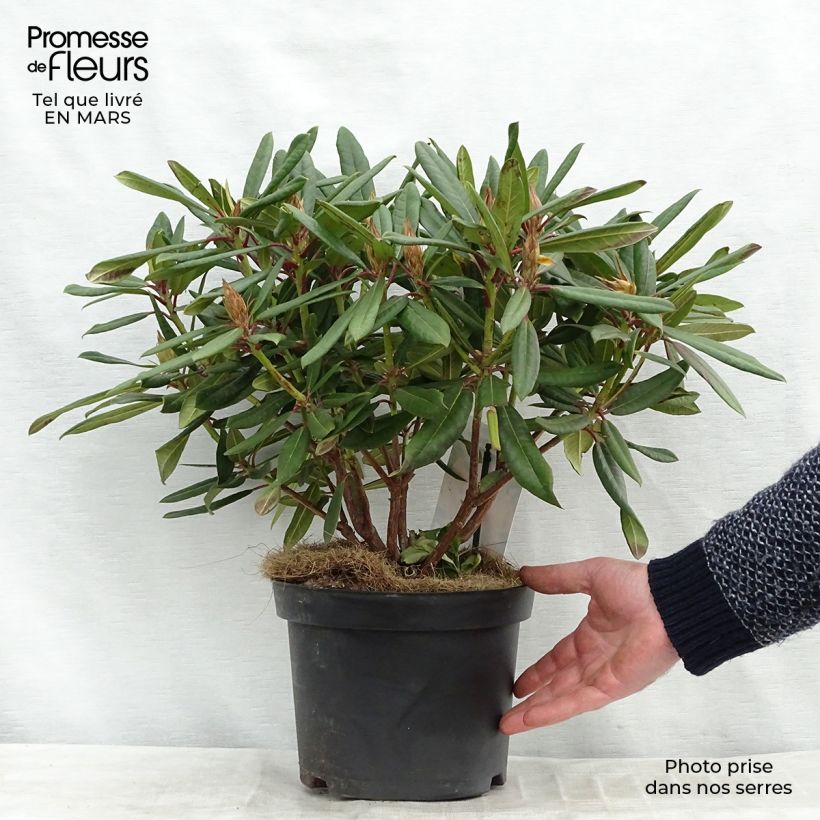 Exemplaar van Rhododendron Tortoiseshell Orange - Grootbloemige rododendron Pot van 4 l/5 l zoals geleverd in de lente