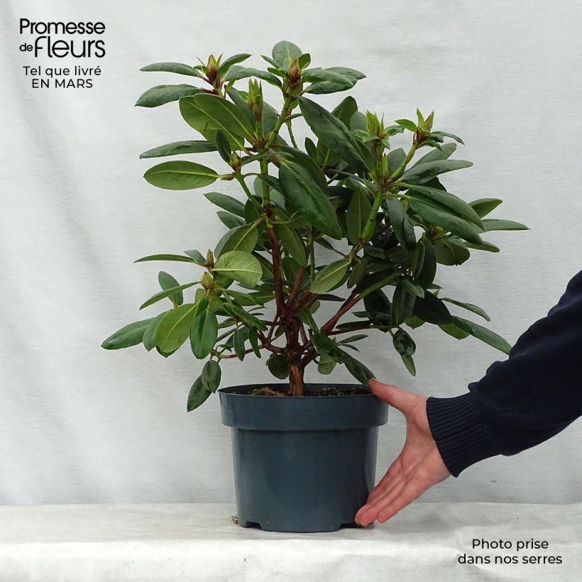 Exemplaar van Rhododendron Virginia Richards - Grootbloemige rododendron Pot van 4 l/5 l zoals geleverd in de lente