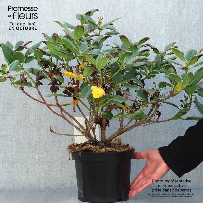 Exemplaar van Rhododendron Virginia Richards - Grootbloemige rododendron Pot van 4 l/5 l zoals geleverd in de herfst