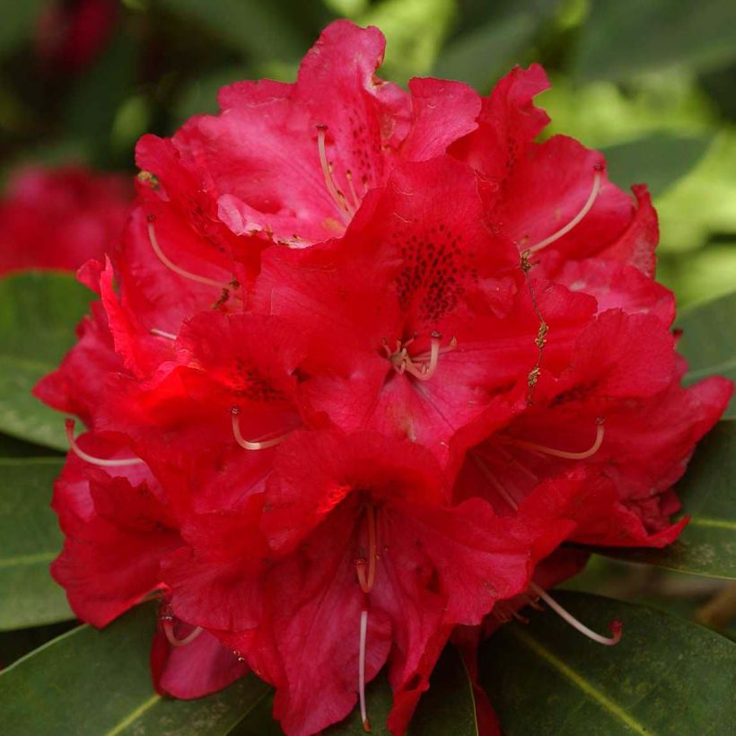Rhododendron Wilgen's Ruby - Grootbloemige rododendron (Bloei)
