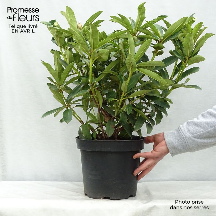 Exemplaar van Rhododendron Wilgen's Ruby - Grootbloemige rododendron Pot van 4 l/5 l zoals geleverd in de lente