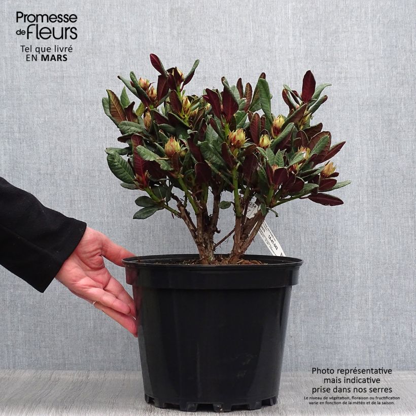 Example of Rhododendron Wine & Roses - Dwergrododendron Pot van 6 l/7 l as you get in printemps