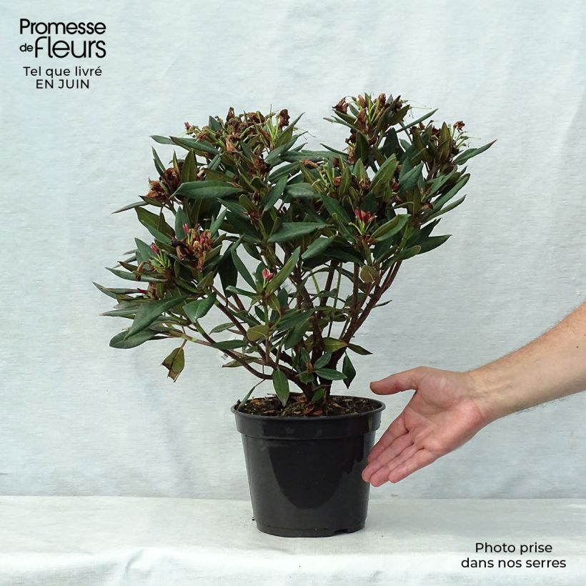 Exemplaar van Rhododendron Winsome - Dwergrododendron Pot van 3 l/4 l zoals geleverd in de zomer