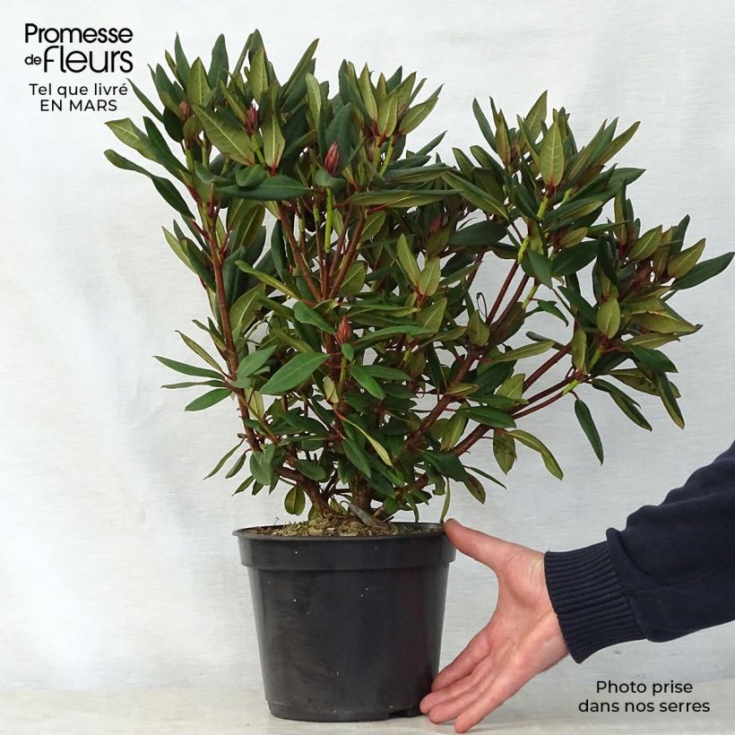 Exemplaar van Rhododendron Winsome - Dwergrododendron Pot van 3 l/4 l zoals geleverd in de lente