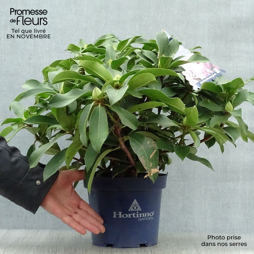 Exemplaar van Rhododendron XXL - Grootbloemige rododendron Pot van 2 l/3 l zoals geleverd in de herfst