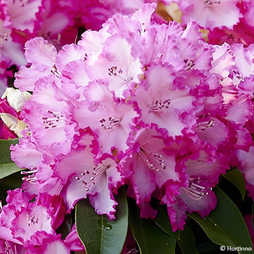Rhododendron XXL - Grootbloemige rododendron (Bloei)