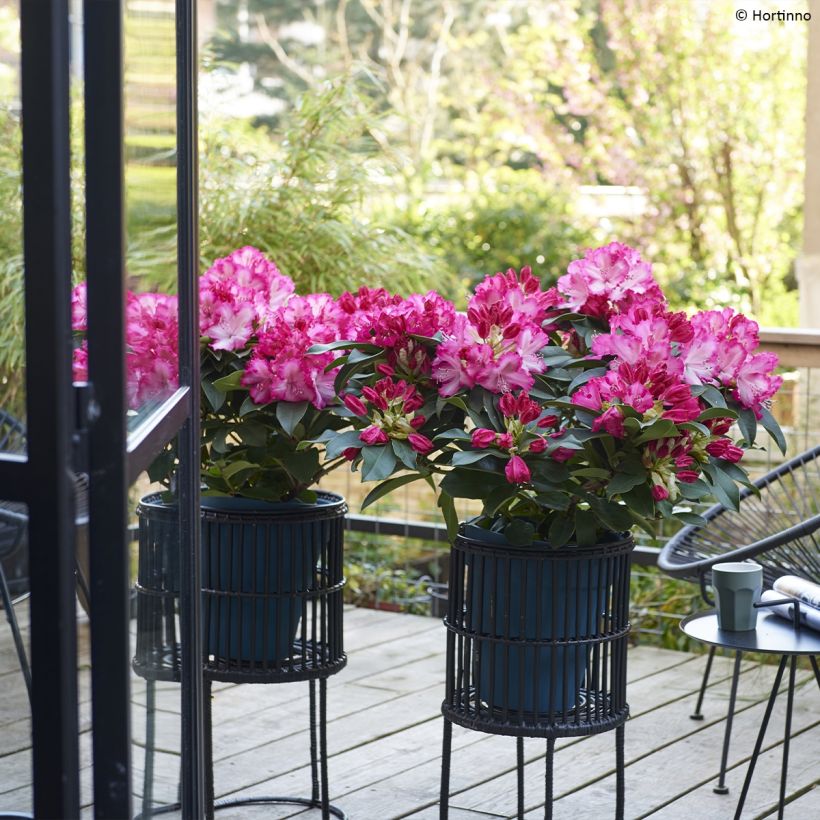 Rhododendron XXL - Grootbloemige rododendron (Groeiplaats)