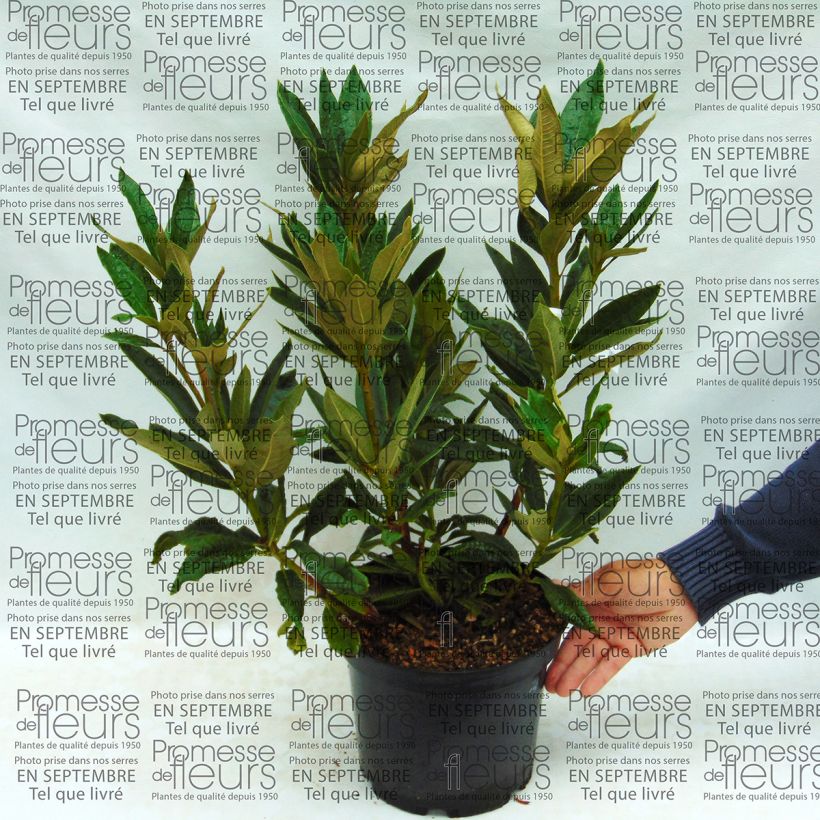 Voorbeeld van een exemplaar van Rhododendron arboreum Rood - Boomrododendron Pot van 12 l/15 l zoals geleverd