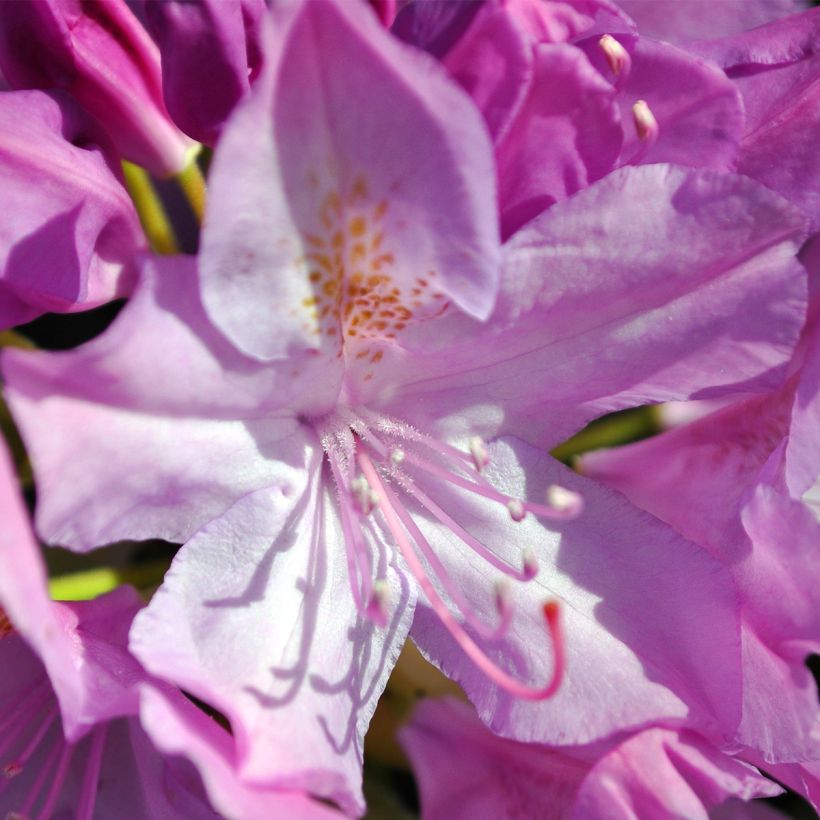Rhododendron catawbiense Boursault - Grootbloemige rododendron (Bloei)
