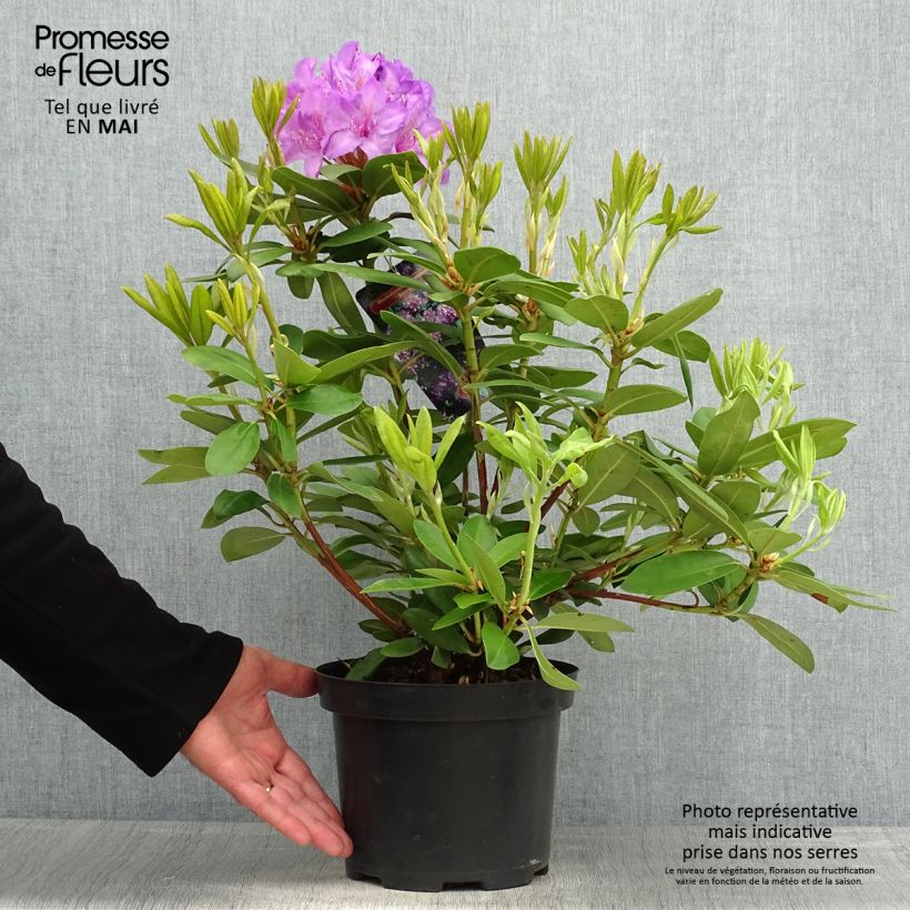 Exemplaar van Rhododendron catawbiense Boursault - Grootbloemige rododendron Pot van 4 l/5 l zoals geleverd in de lente
