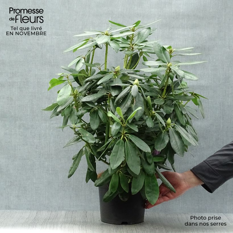 Exemplaar van Rhododendron Grandiflorum - Grootbloemige rododendron Pot van 4 l/5 l zoals geleverd in de herfst